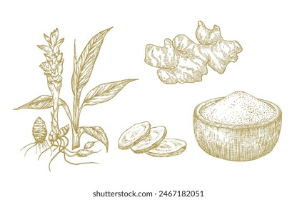 Turmeric Vector Illustrations Collection. Hand Drawn Tumeric Curry Plant Root and Powder Bowl. Engraving Style Curcuma Spice Vegan Drawings. Isolated