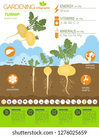 Turnip beneficial features graphic template. Gardening, farming infographic, how it grows. Flat style design. Vector illustration