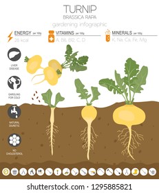 Turnip beneficial features graphic template. Gardening, farming infographic, how it grows. Flat style design. Vector illustration
