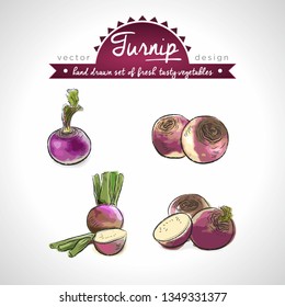 Turnip Collection of fresh vegetables with leaf. Vector illustration. Isolated