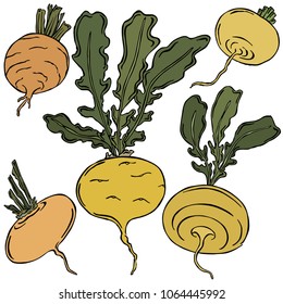 Turnip colored illustration, vector