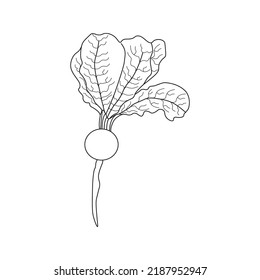 Turnip Coloring Page for Kids KDP Interior, Turnip vegetable drawing, Turnip vegetable clipart black and white, vegetable coloring pages.