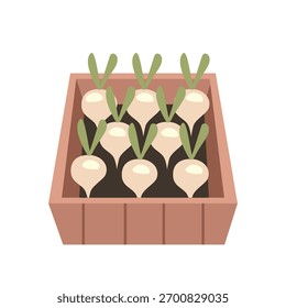 Turnip display in the box. Turnips in Natural Wooden Container. Organic Turnips Stored in Wooden Box.