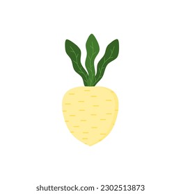 turnip flat design vector illustration