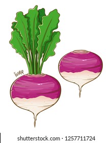 Turnip fresh natural vegetable, hand drawn vector illustration isolated