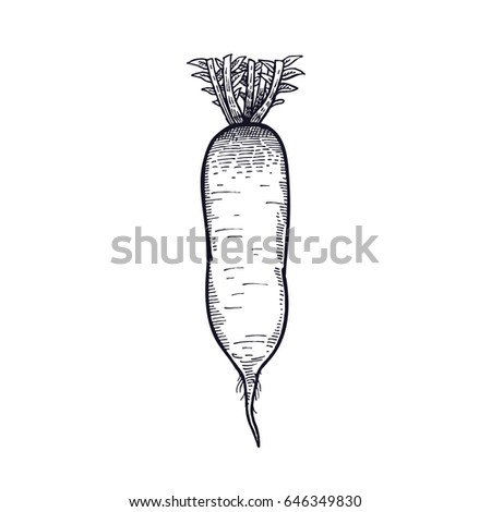 Turnip. Hand drawing of vegetable. Vector art illustration. Isolated image of black ink on white background. Vintage engraving. Kitchen design for decoration recipes, menus, sign shops, markets.