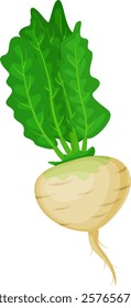 Turnip with large, vibrant green leaves thriving in nutrient rich soil, ready for harvest and perfect for creating delicious, healthy culinary dishes and vibrant seasonal meals