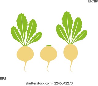 Turnip logo. Isolated turnip on white background