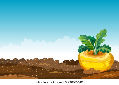 Turnip on Garden bed. Vegetable growing, harvest. Organic farming. Vector illustration, rural landscape.