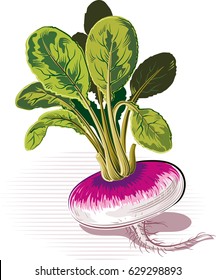 Turnip on a white background.