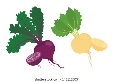 Turnip and radish. Healthy organic vegetable. Vegetarian food, raw nutrition. Isolated vector illustration in cartoon style