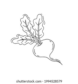 Turnip. Radish. Root vegetable. Vegetable. Healthy diet. Vitamins. Vegetarian food. Eco. Harvest from the garden. Doodle. Vector. Hand-drawn illustration.	Silhouette. Black and white outline. Coloring