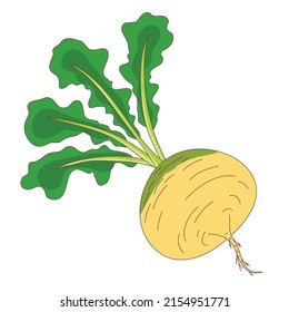 Hortalizas de raíz madura de nabo con follaje, aisladas clipart sobre fondo blanco. Torniquete amarillo con hoja verde