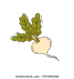 Turnip. Verdura raíz. Verdura. Una dieta saludable. Vitaminas. Comida vegetariana. Eco. Cosecha del jardín. Doodle. Vector. Ilustración dibujada a mano.