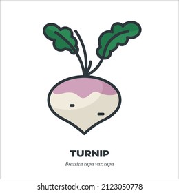 Turnip root vegetable with leaves icon, outline with color fill style vector illustration