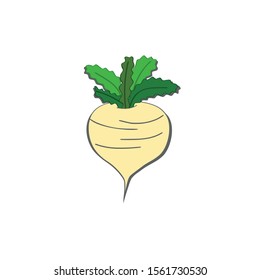 turnip is a root vegetable. slightly sweeter than radish