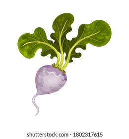 Turnip as Root Vegetable with Underground Plant Part Vector Illustration