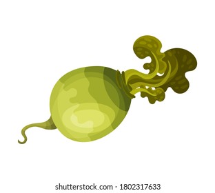 Turnip as Root Vegetable with Underground Plant Part Vector Illustration