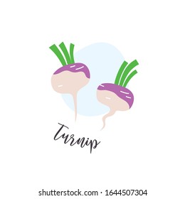 Turnip root vegetables hand drawn isolated icon illistration