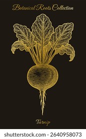 Turnip root Vintage botanical engraving with detailed leafy top. Ideal for packaging, education, apparel, t-shirt, tote bag, big bag printing. Editable vector from Botanical Roots Collection