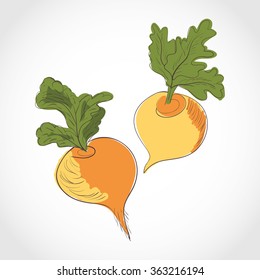 Turnip. Set. Sketch