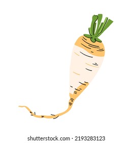 Turnip with stalk and leaves vector on white background. Autumn harvest vegetable sketch illustration