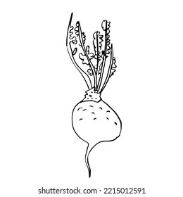 Turnip vector illustration, hand drawn sketch isolated on white background
