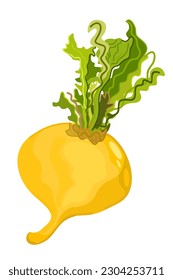 Turnip. Vector illustration isolated on white background.