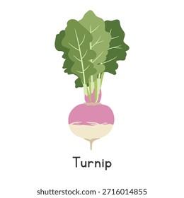 Turnip Vector Illustration. White Turnip Cartoon Clipart, Vegetable in Flat Style. Also called Rutabaga, Swede, Neep, or Brassica rapa subsp. rapa. Root Vegetable Concept. Vegetable Vector Design