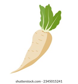 Turnip vector illustration, white radish vegetable isolated on white background