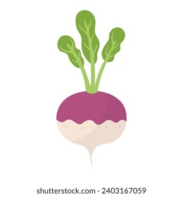 Turnip vegetable in cartoon style. Fresh turnip element isolated on white background for farm market design. Organic healthy food clipart. Vector illustration