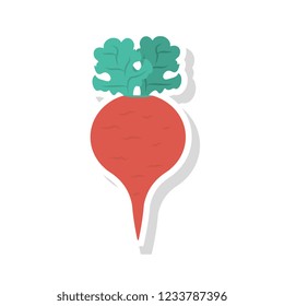 turnip   vegetable   food 