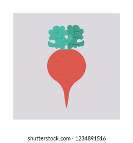 turnip   vegetable   food 