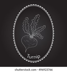 Turnip vegetable, hand drawn botanical vector illustration