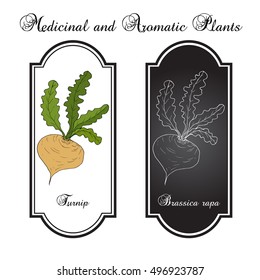 Turnip vegetable, hand drawn botanical vector illustration