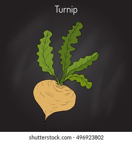 Turnip vegetable, hand drawn botanical vector illustration