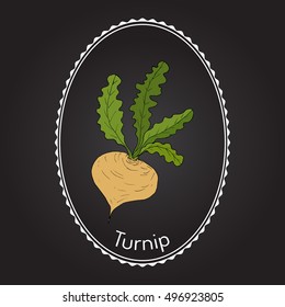 Turnip vegetable, hand drawn botanical vector illustration