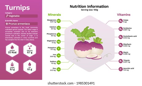 Turnip vegetable and its nutritional properties -Vector illustration