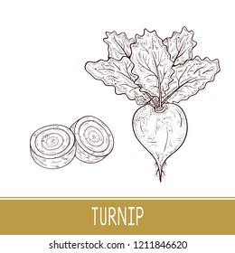 Turnip. Vegetable. Root, fruit, leaves. Sketch. Set.