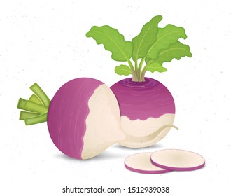 Turnip Vegetable vector illustration with Green leaves and round slices of turnip vegetable