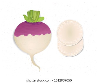 Turnip Vegetable vector illustration with turnip round slices from the top view