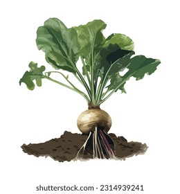 turnip vegetables grow in nature organic icon isolated