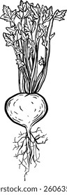 Turnip. Vegetables. Hand drawn vector isolated sketch.