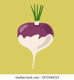 Turnip vegetables object in vector illustration