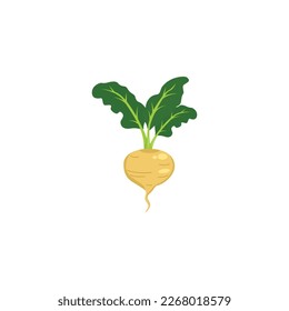 Turnip or white turnip. Ripe turnip with green leaves. Vector illustration isolated on white background. For template label, packing, web, menu, logo, textile, icon