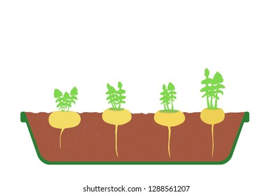 Turnips (Brassica rapa) in the tray open wiew vector illustration eps
