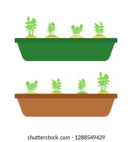 Turnips (Brassica rapa) in the tray vector illustration eps
