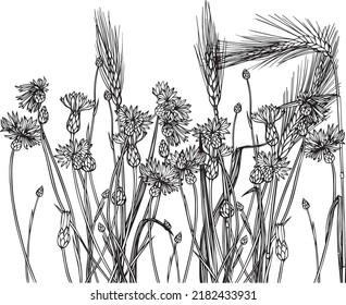 Turnips and ears of wheat. Vector collection of wildflowers. Grasses, herbaceous flowering plants, blooming flowers, shrubs, isolated on white background. Hand drawn detailed botanical vector