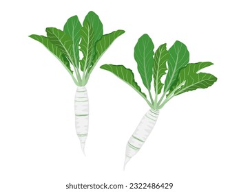 turnips on a white background.