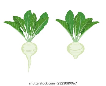 turnips on a white background.